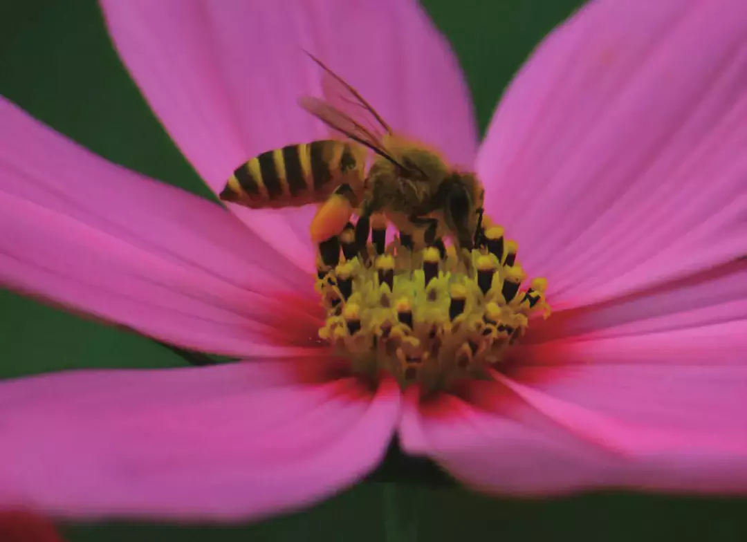 如何區(qū)分黃蜂、蜜蜂、馬蜂、胡蜂……各種蜂？